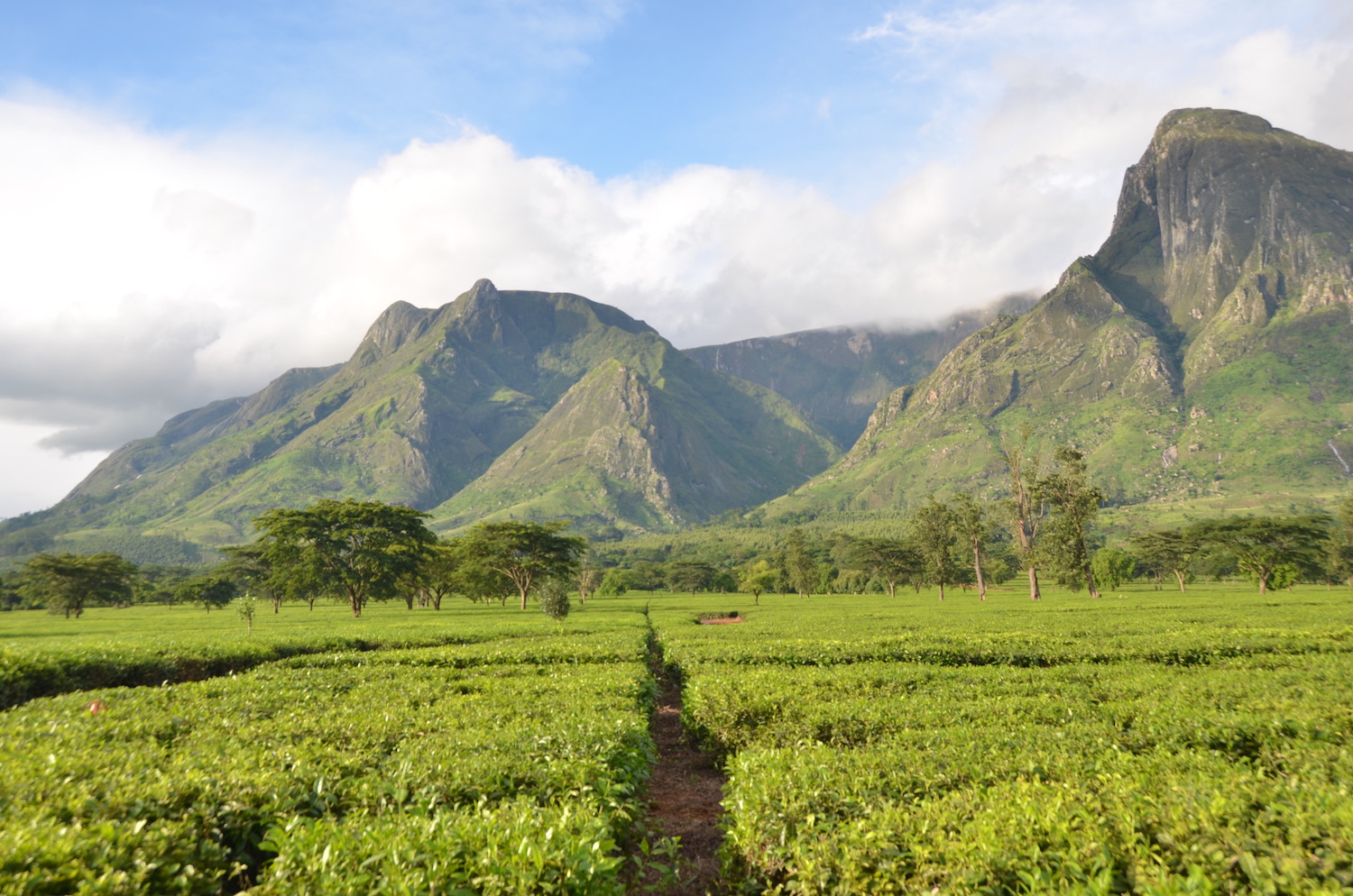 Lush tea fields background